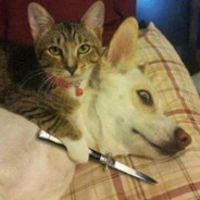suikastçi kedi