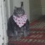 maksikcat