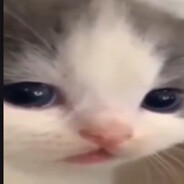 Котейка с носярой