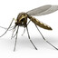 Mosquito com hiperfoco em Viado
