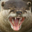 _TGCL_otters4