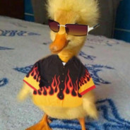 Mr.Duck