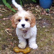 Puppy Hugs