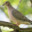 intelligent mourning dove