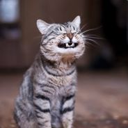ТрОлЛь