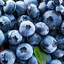 Blueberry
