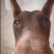 白给鼠鼠爱摆烂