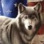 AmericanWolf