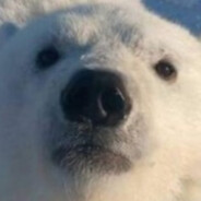 ʕ ᵔᴥᵔ ʔ - steam id 76561198374868487