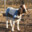 Abusedgoat