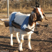 Abusedgoat