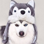 爱吃西瓜的哈士奇☁