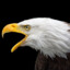Eagle Eyes