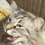 Look at my cat on my profile!!!