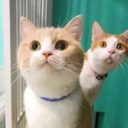 肯尼迪坐敞篷车