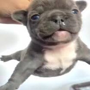 SD...Pibble - steam id 76561197962327794