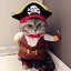 Pirate Cat