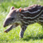 tapirfan1