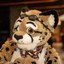 Cheetah Obscura