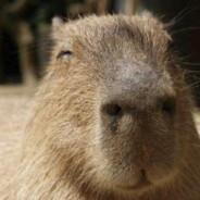 Capybara