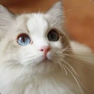 2369437222(被盗号版)