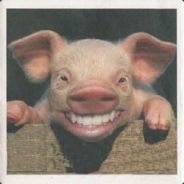 pig