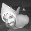 Drizzy Drake