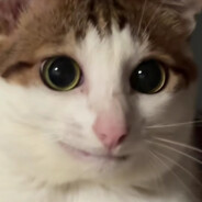 今天你买医保了吗