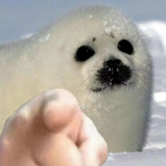 MolittleSeal