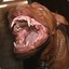 ＰＩＴＢＵＬＬ•ᴾᴿ