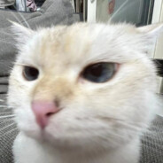 大笨猫O.o