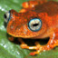 Feuerfrosch