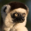 Larven.Sifaka