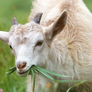 Da Goat Steam avatar