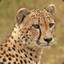 Cheetah_08