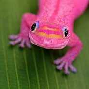 Pink Lizard