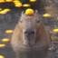 CaPyBaRa