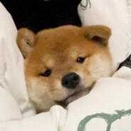 或许早该放手了