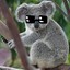 Koalito