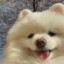小米粒