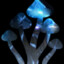 Tasshroom33