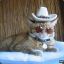 Fluffy cat in funny hat