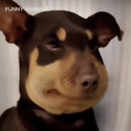 身强力壮撸铁狗