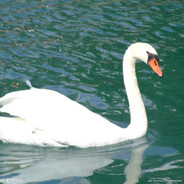 苏非娅宁·SP撒图恩七世