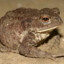 SAPO
