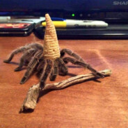 1800SPIDER