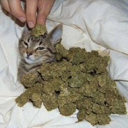 mdma - steam id 76561198060239892