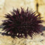 the humble sea urchin