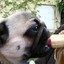 Pug_Eating_Banana