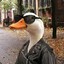 Ducky bandit.gg